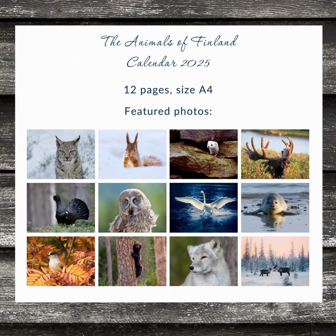 2025 Finnish Animals, Printable Wall Calendar (American) - Feels like Finland