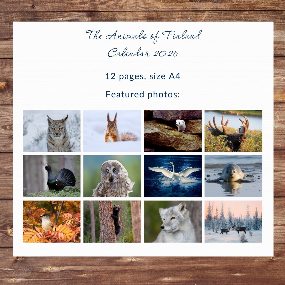 2025 Finnish Animals, Printable Wall Calendar (European) - Feels like Finland